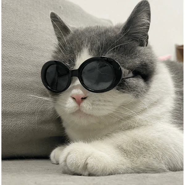 Pet Sunglasses